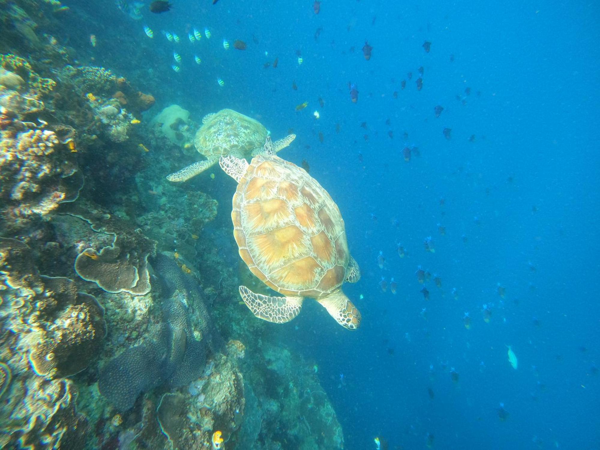 4 Sisters Divers Bunaken Buitenkant foto
