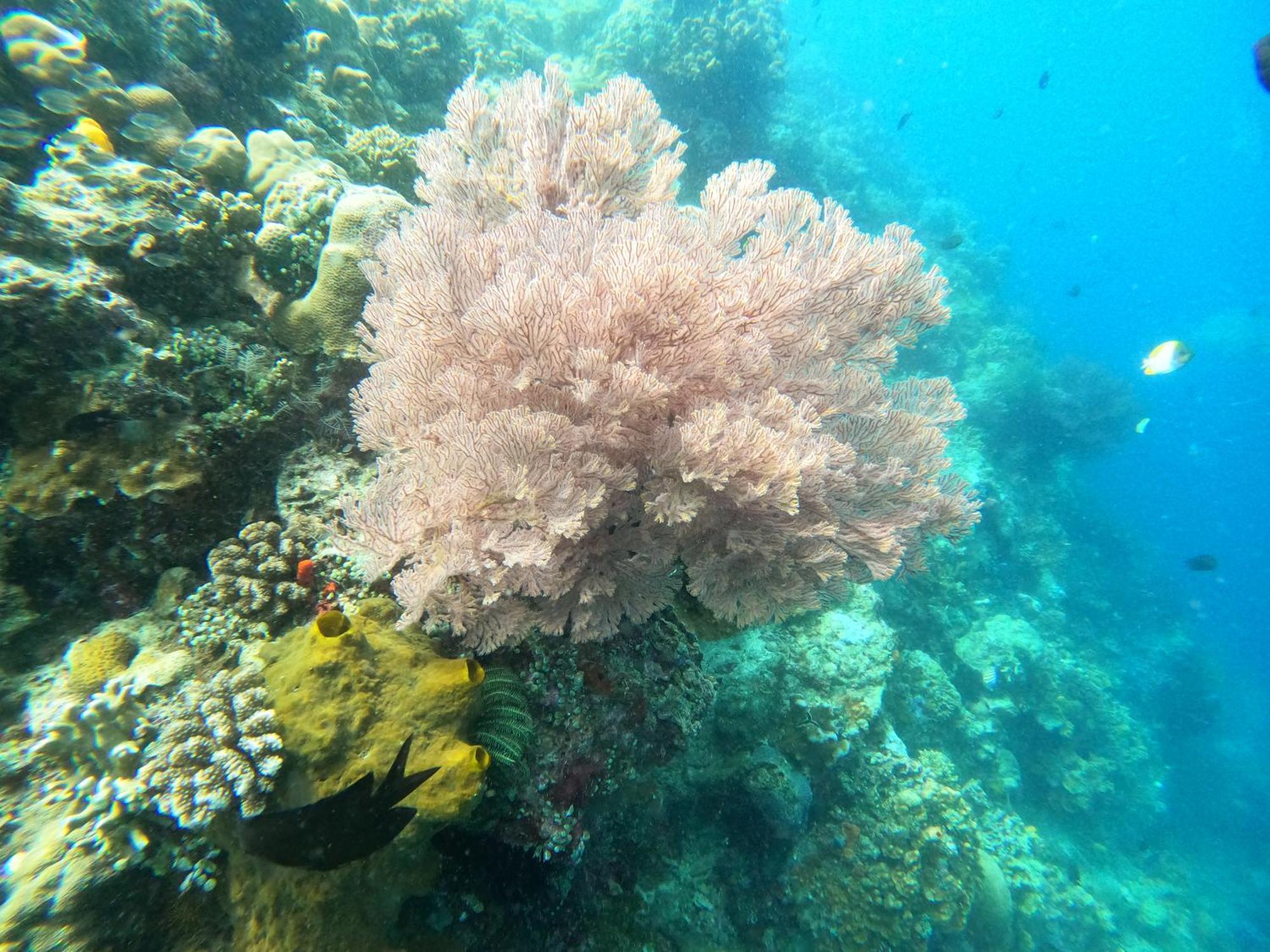4 Sisters Divers Bunaken Buitenkant foto
