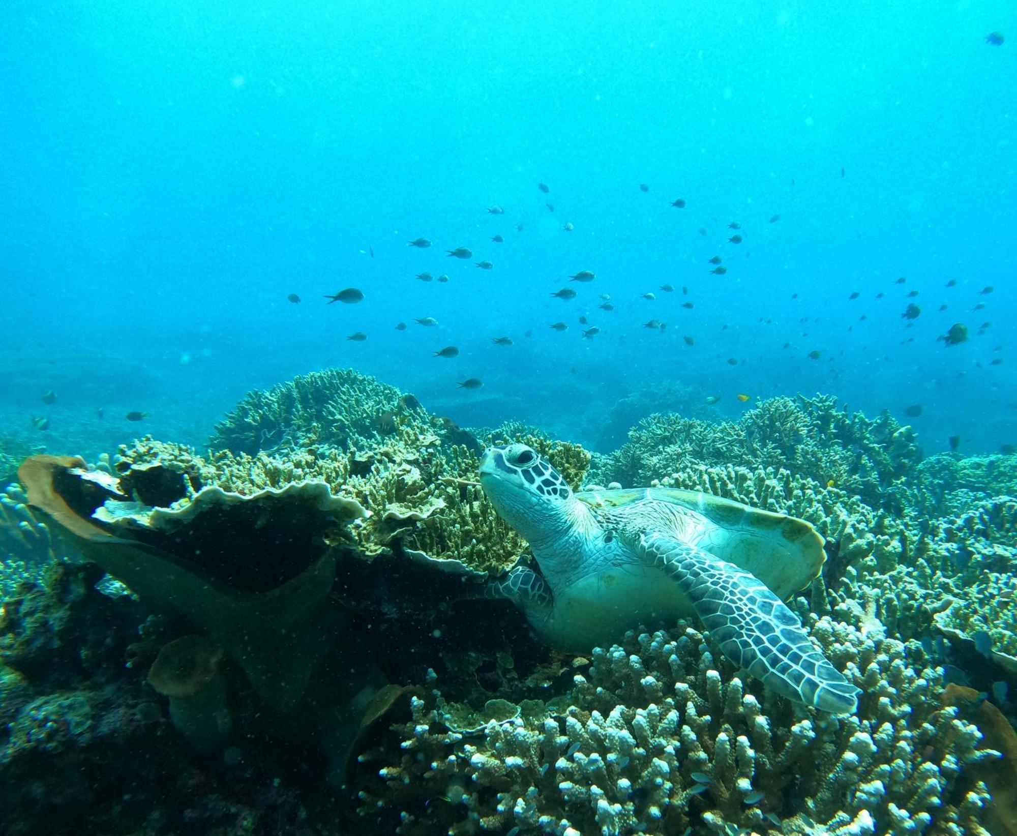 4 Sisters Divers Bunaken Buitenkant foto