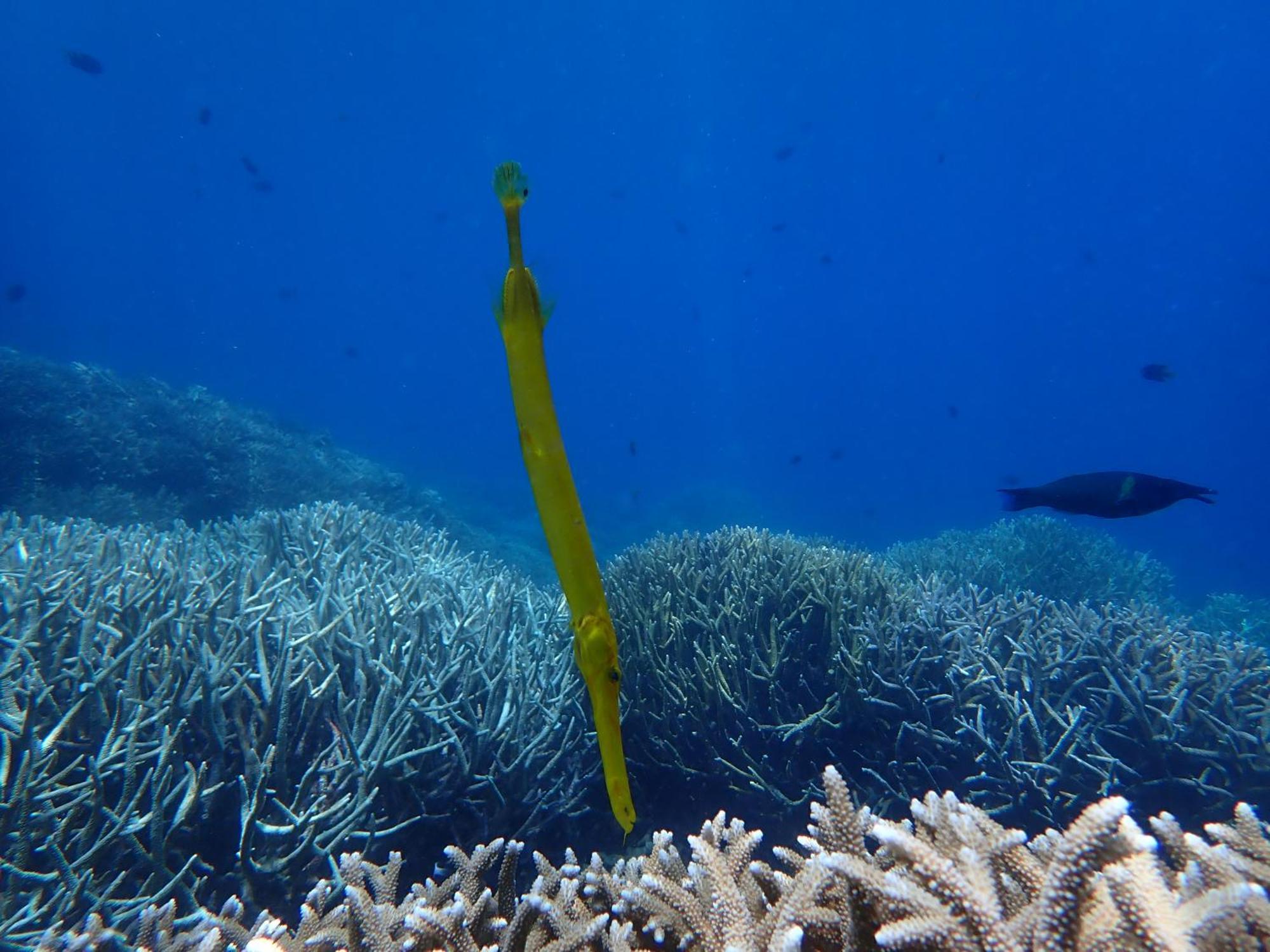 4 Sisters Divers Bunaken Buitenkant foto